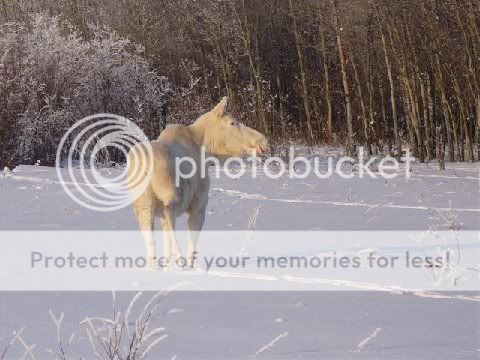 moose5.jpg