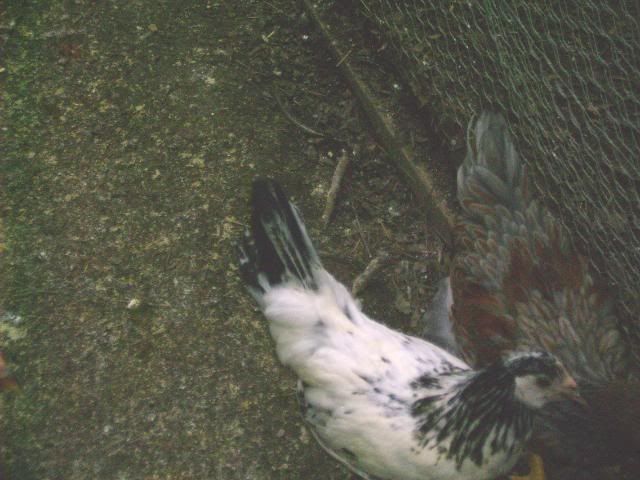 Picture078.jpg