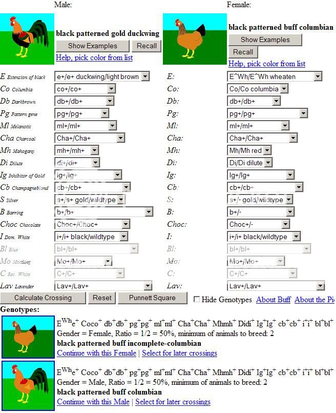 RedBreedingSample.jpg