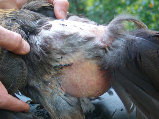 Balding2.jpg