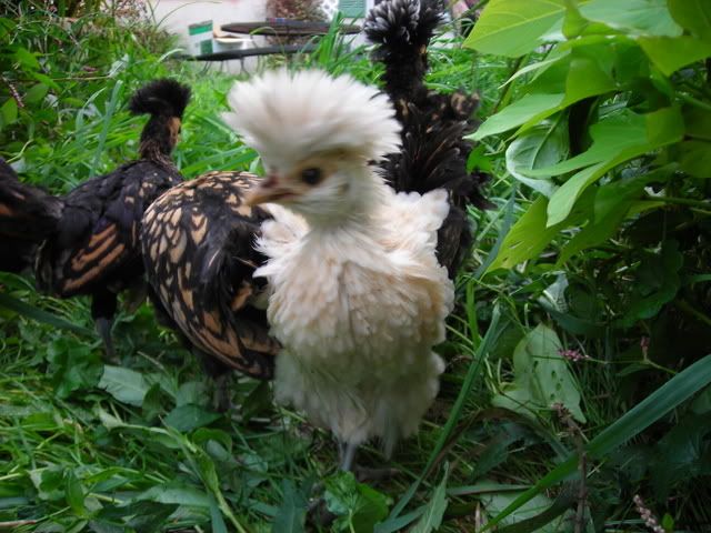 DSCN0585.jpg