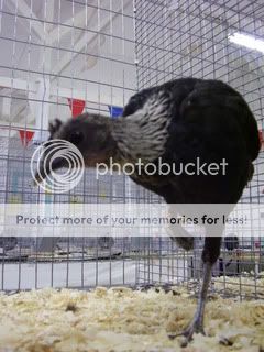 BirchenModernGameHenLookingatCamera.jpg