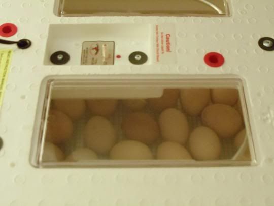 incubator.jpg