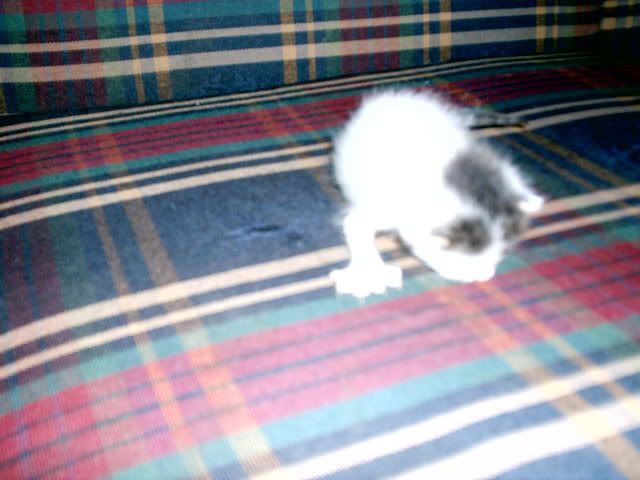 bobbiespic08-28-07033.jpg