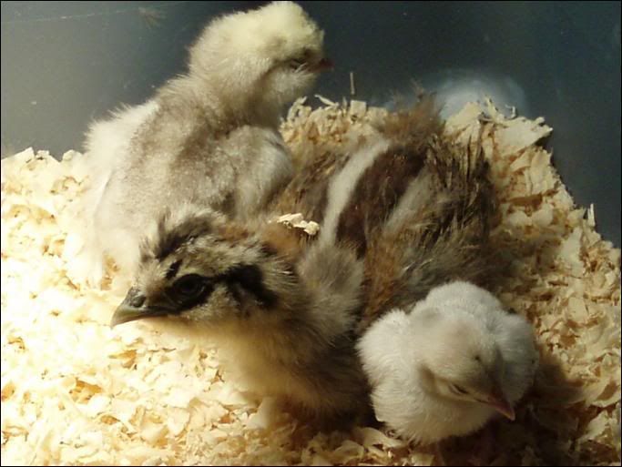 Pipis_babies.jpg