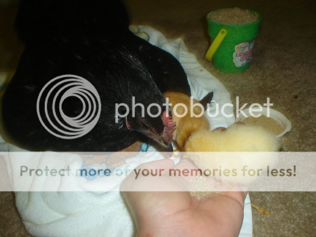 Kidswithchickens005-1.jpg