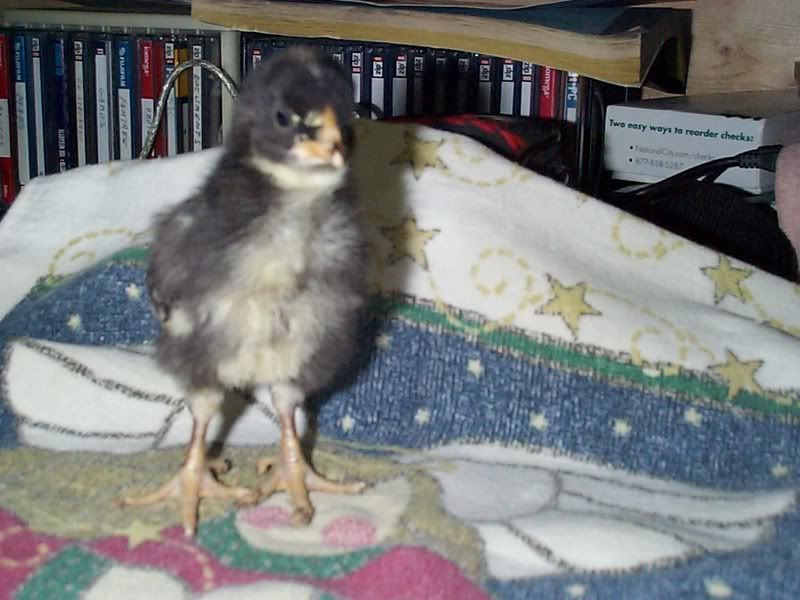 blkpeep3.jpg