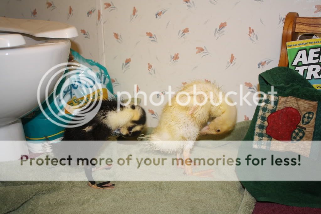 dogsandducks075.jpg