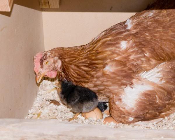 chick3.jpg
