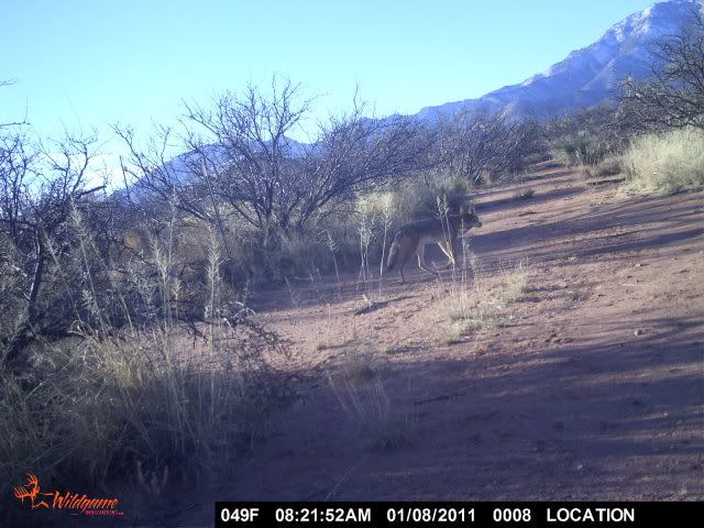 Januarygamecam008.jpg