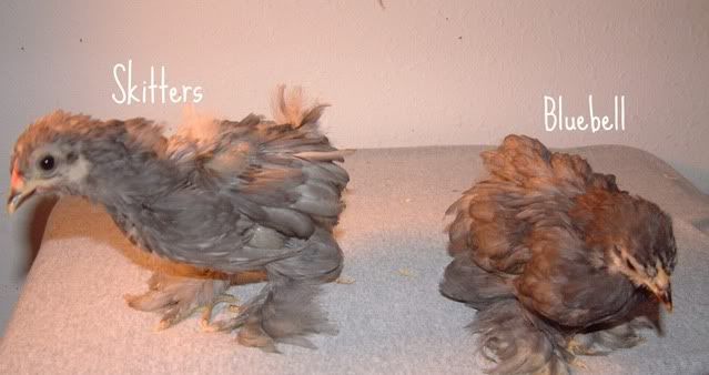 11-7-2010Cochins007.jpg