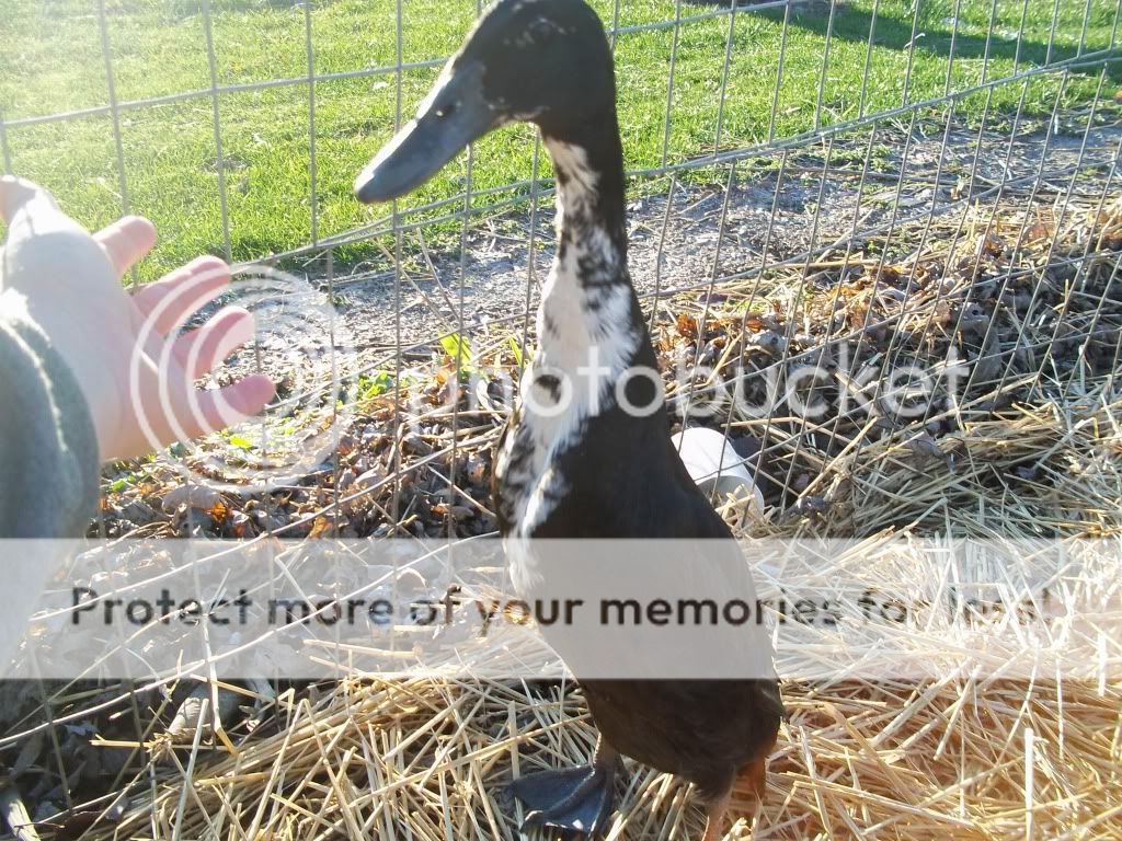 birdpictures051.jpg