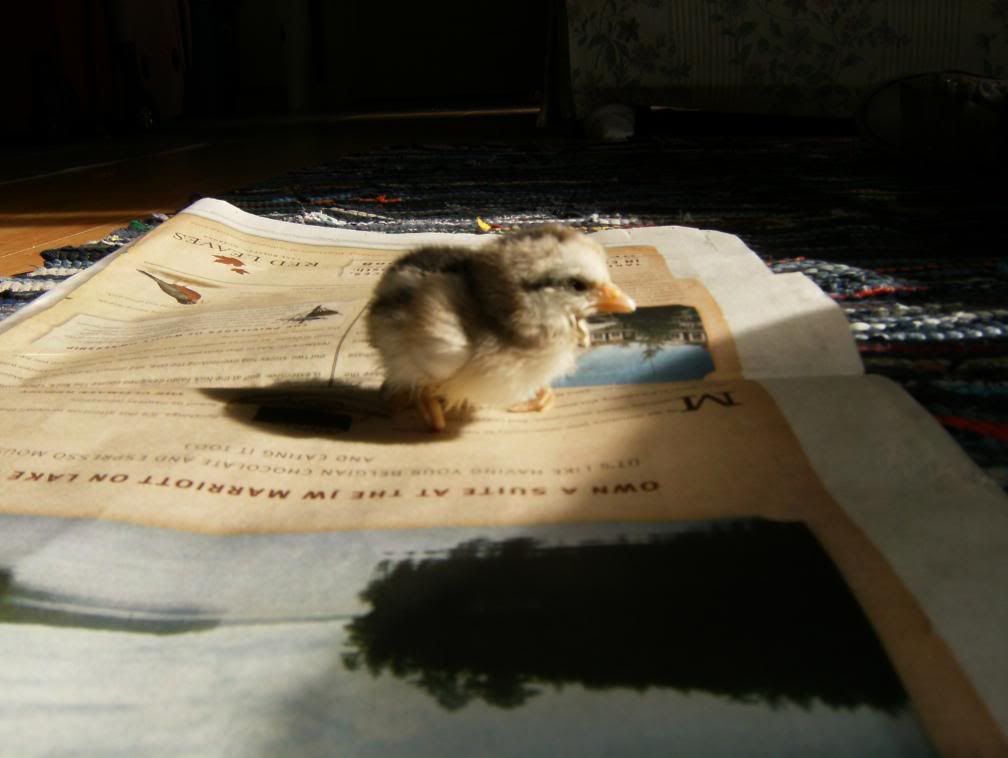 assemblyandchicks237.jpg