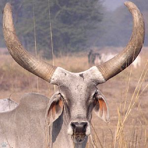 indzebu3.jpg