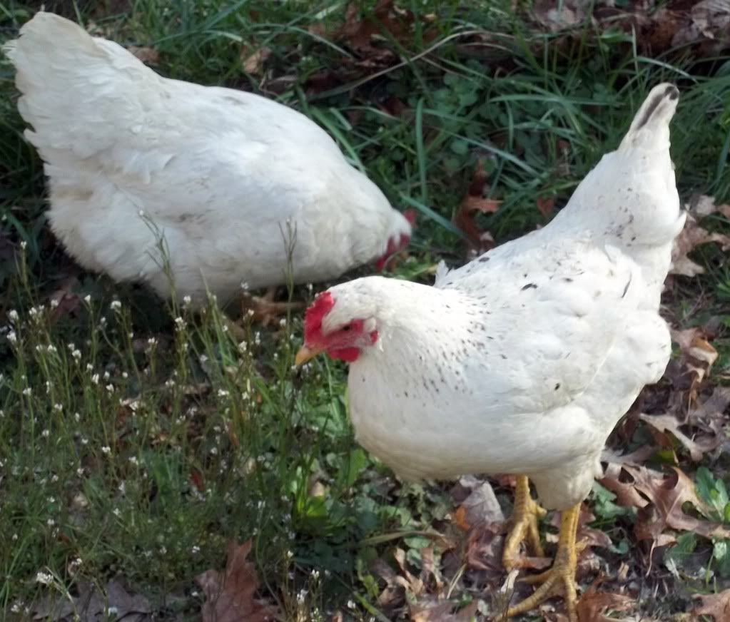 hens2.jpg