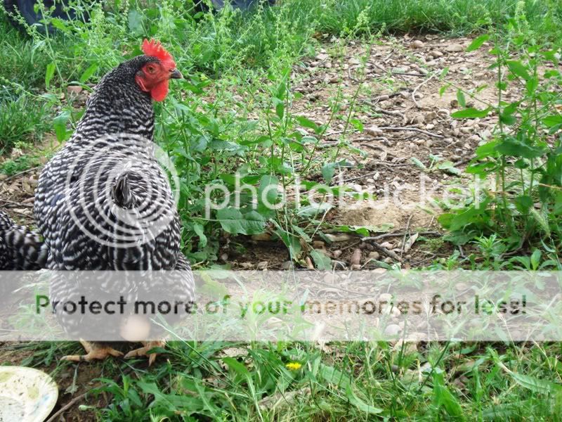 chickenwithegg.jpg