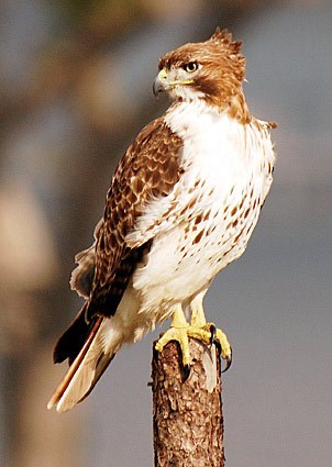 red_tailed_hawk_11.jpg