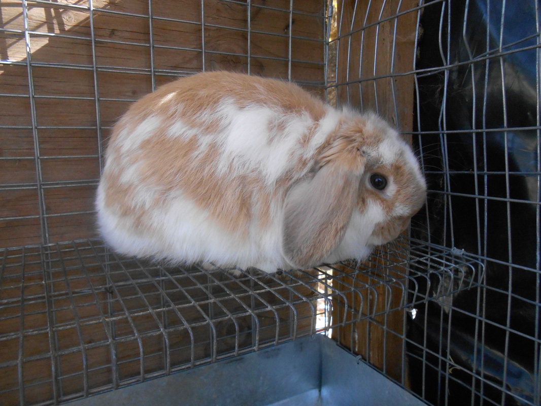 2580547_orig.jpg