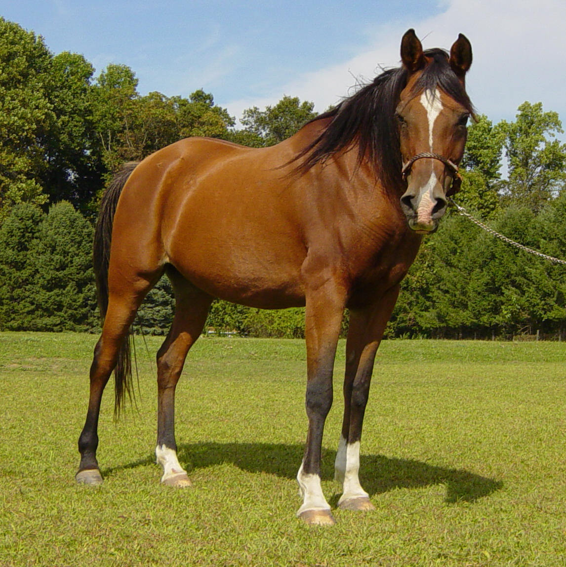Spectacular-Horses-horses-19665127-1146-1148.jpg