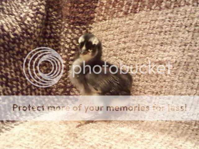 Blackaraucnachick.jpg