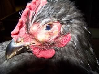 Chickens025.jpg