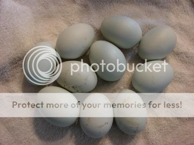 LFEEeggs.jpg