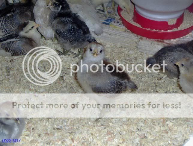 chicks2weeksold023.jpg