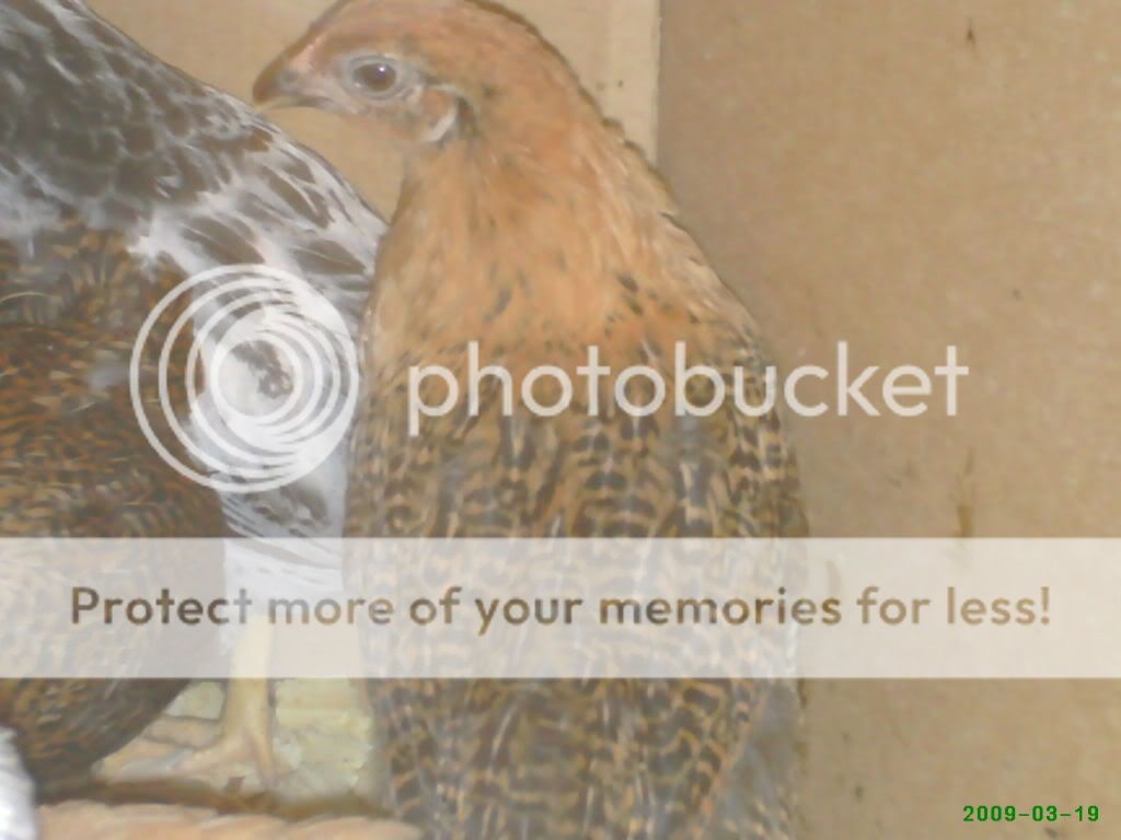 babychickspics047.jpg