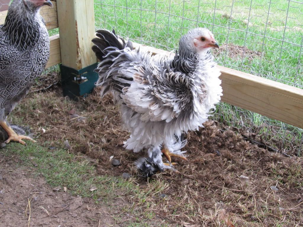 JulyChicken020.jpg