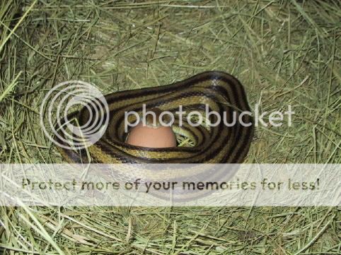 snake01.jpg