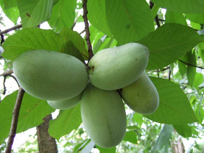 paw-paw-fruits.jpg