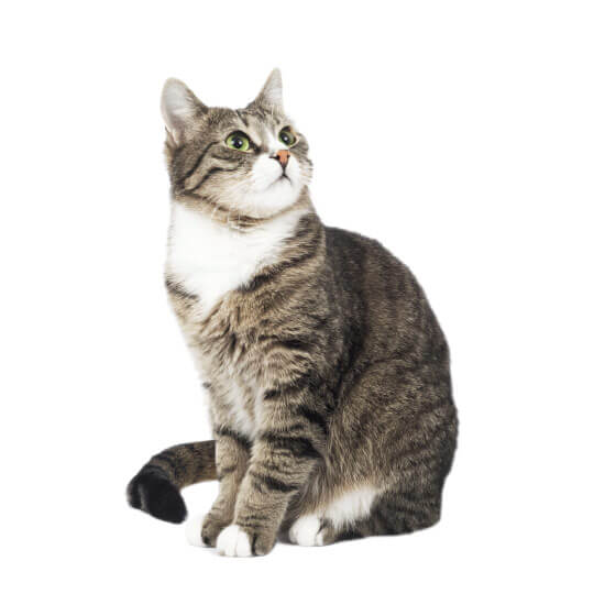 provecta-for-pets-gray-cat_opt.jpg