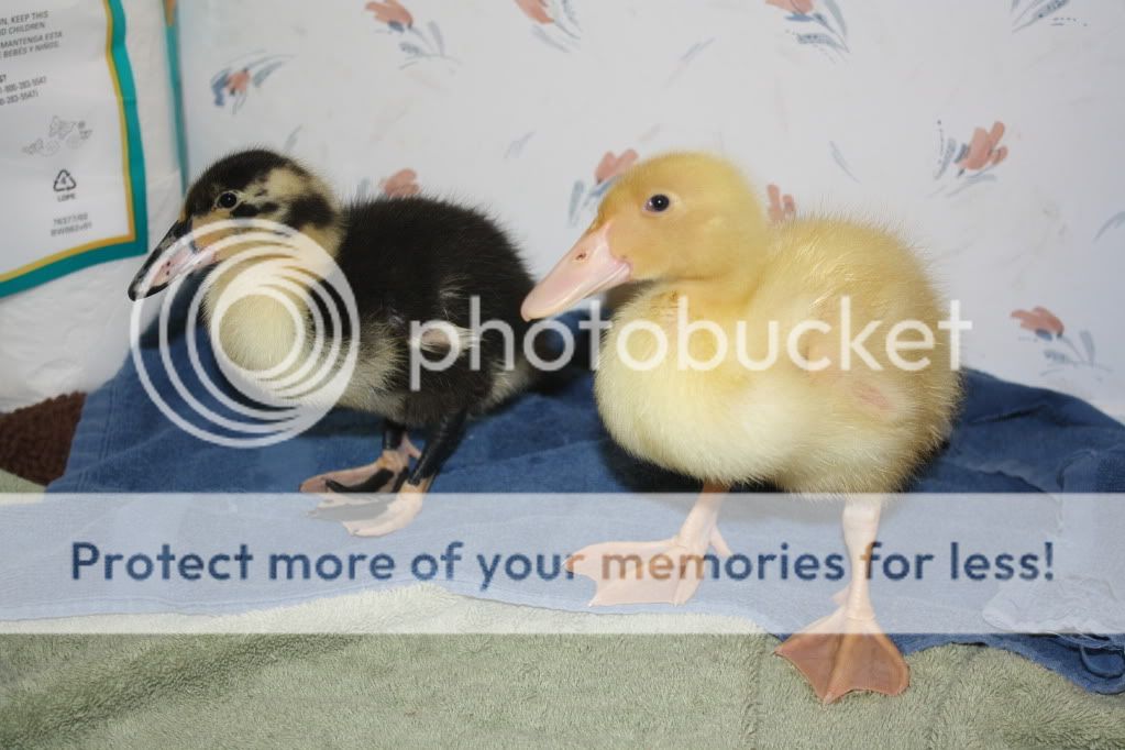 duckiesandpond103.jpg