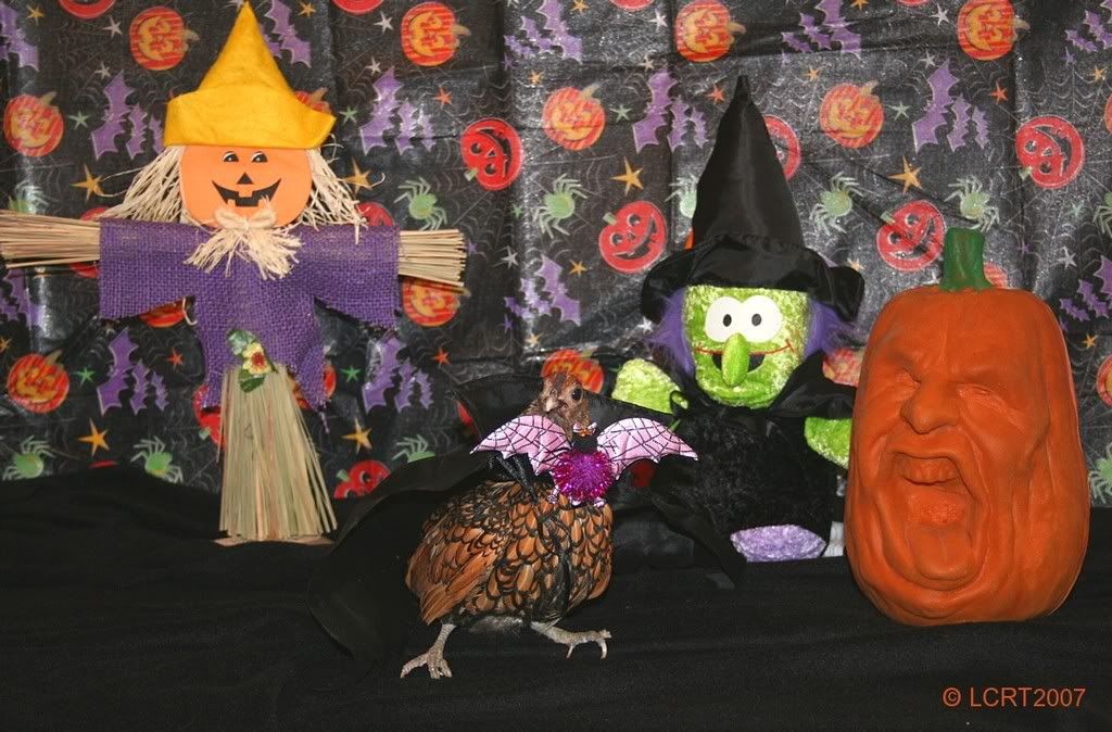 IMG_6085_BatChook_LCRT2007.jpg