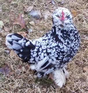 MottleddUccle.jpg