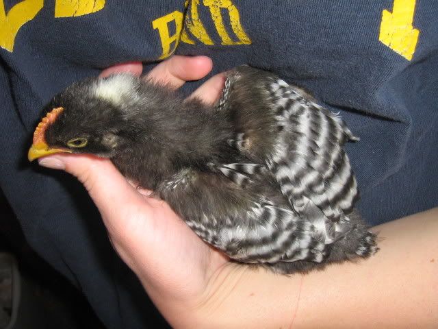 Chicks3WeeksApril92009026.jpg