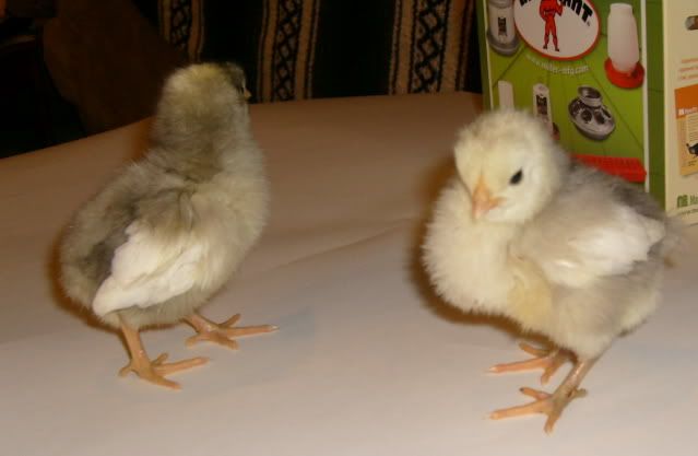 feedstorechicks003.jpg