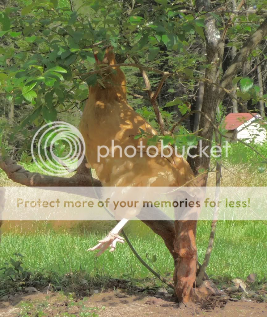 Leaping_Orp_02.jpg