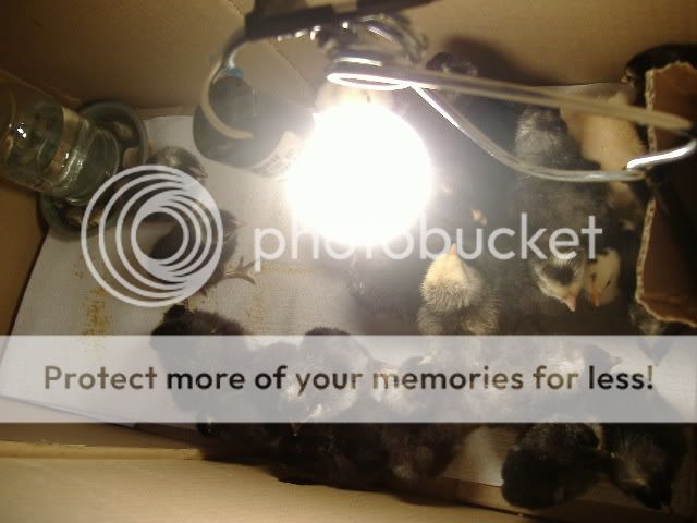 Picture017.jpg