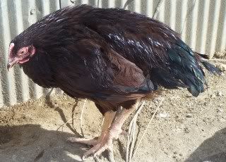 chicksnchickens032.jpg