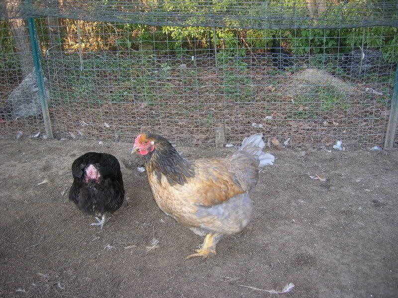 jan2010chickens194.jpg