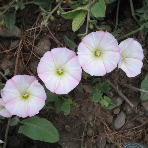 field_bindweed_flower.jpg