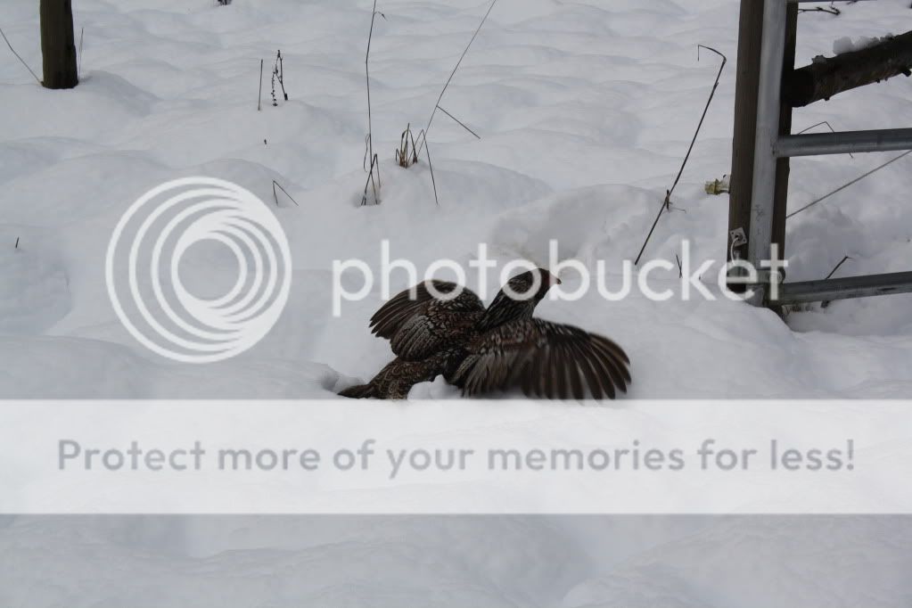 december10toJanuary11102.jpg