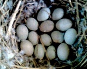 Eggs.jpg