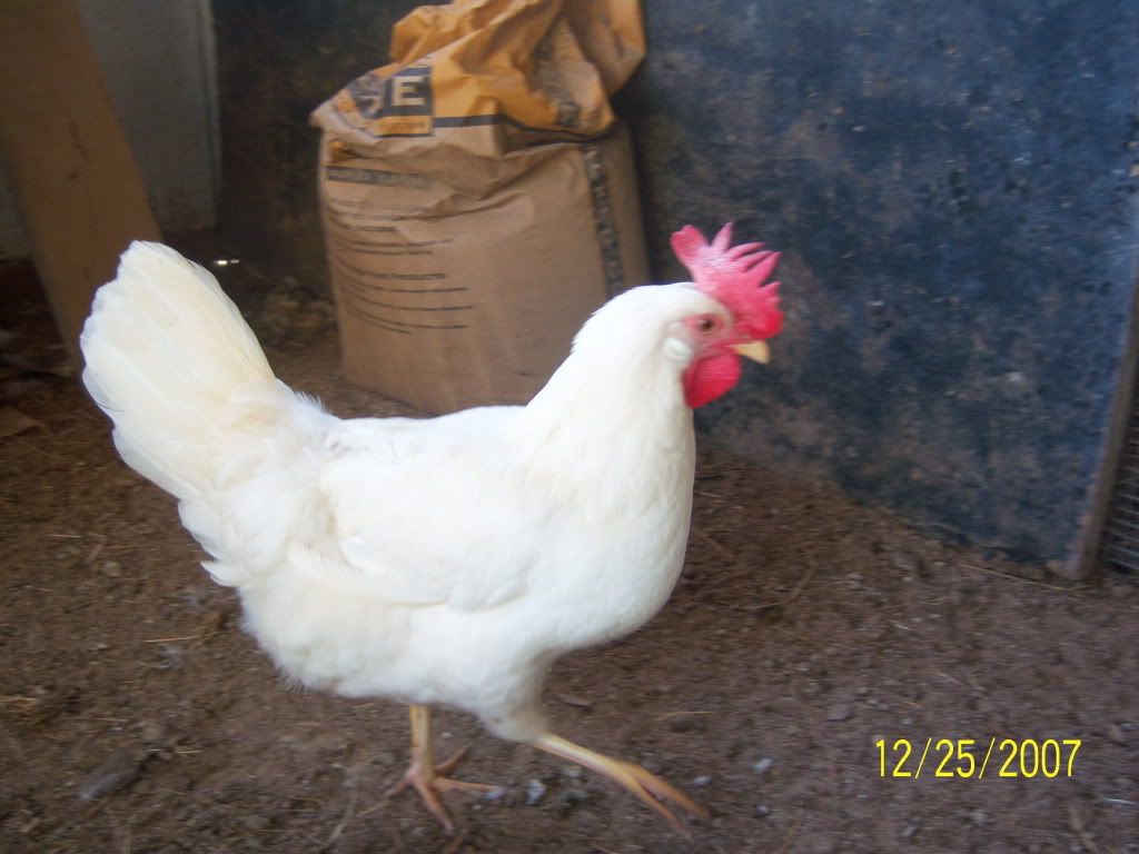 -legablanca-.jpg