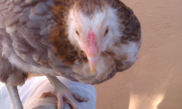 IMAG0745.jpg