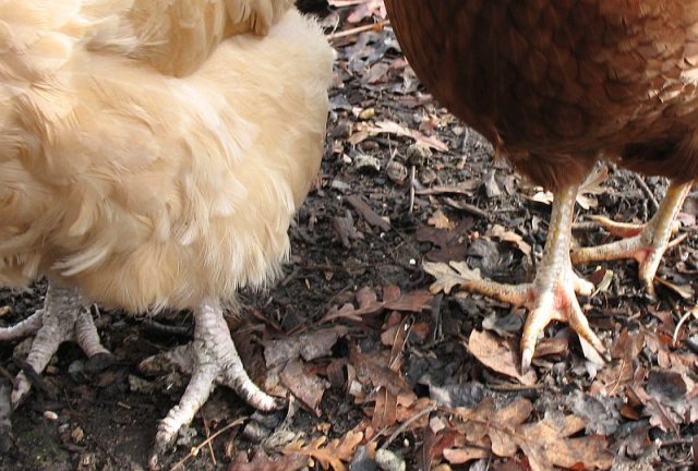 red_chicken_toes.jpg