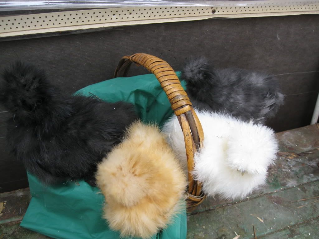 silkiechicksabout2mos.jpg
