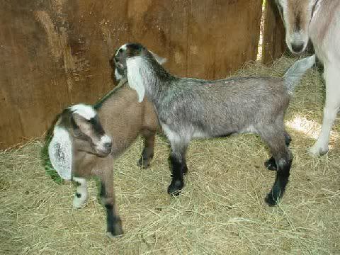 babybluebell2.jpg