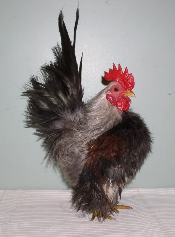 duckwing102711005.jpg